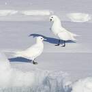 Mouette blanche