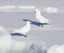 Ivory Gull