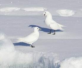 Mouette blanche