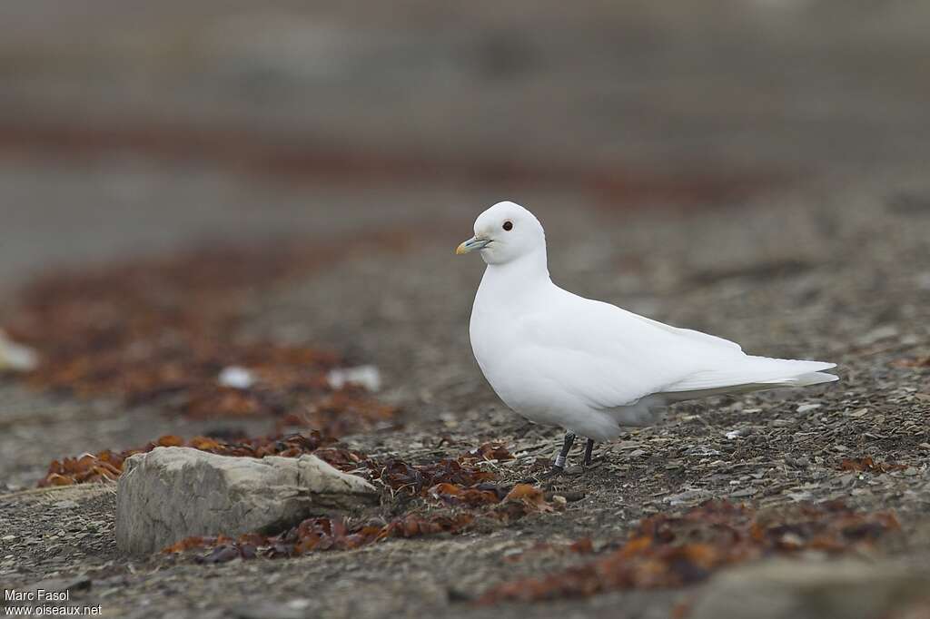 Ivory Gulladult breeding, identification