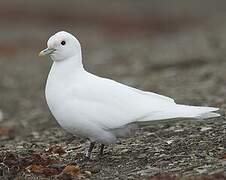 Mouette blanche