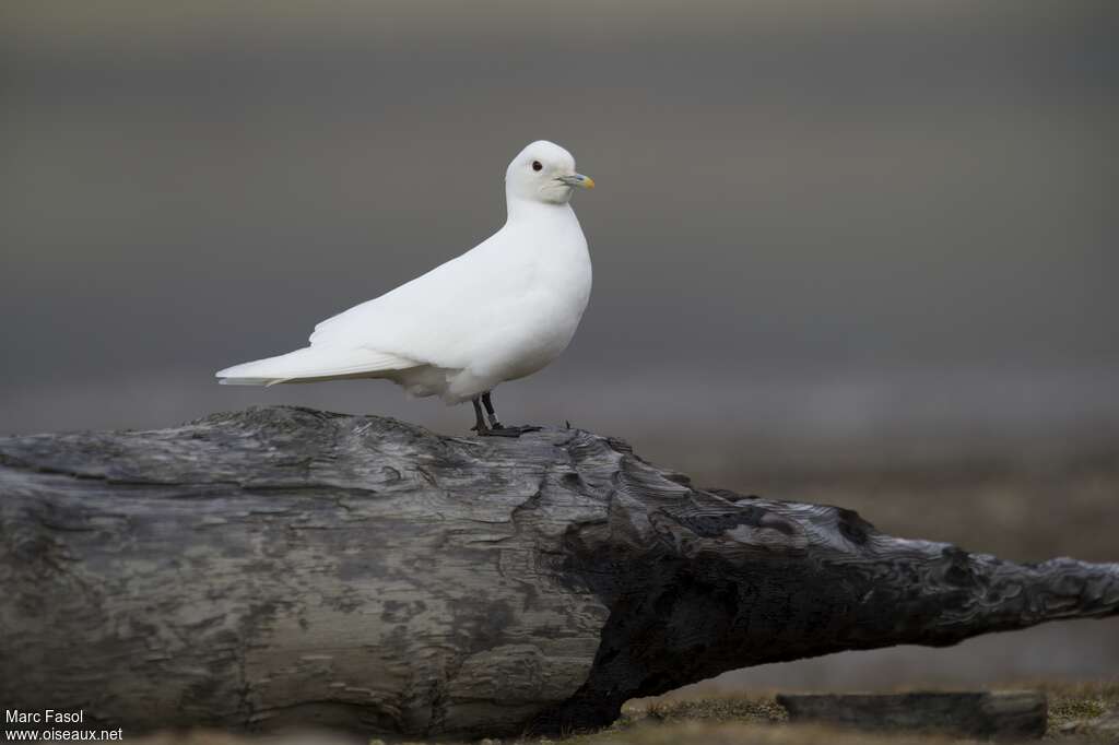 Mouette blancheadulte nuptial