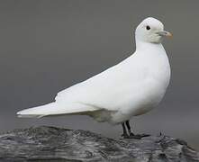 Mouette blanche