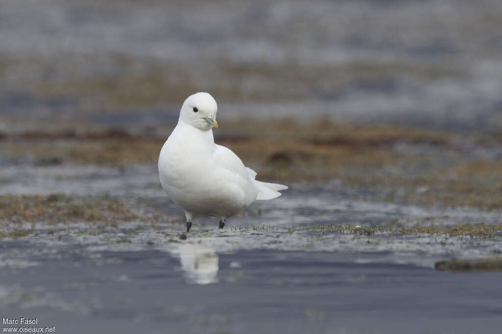 Mouette blancheadulte nuptial, portrait