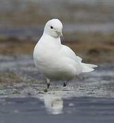 Mouette blanche