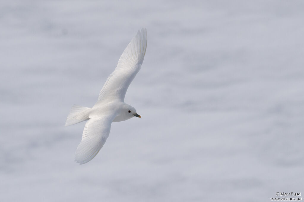 Mouette blancheadulte, Vol