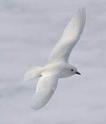 Ivory Gull