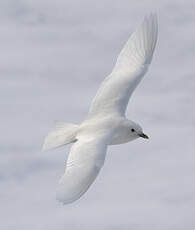 Mouette blanche