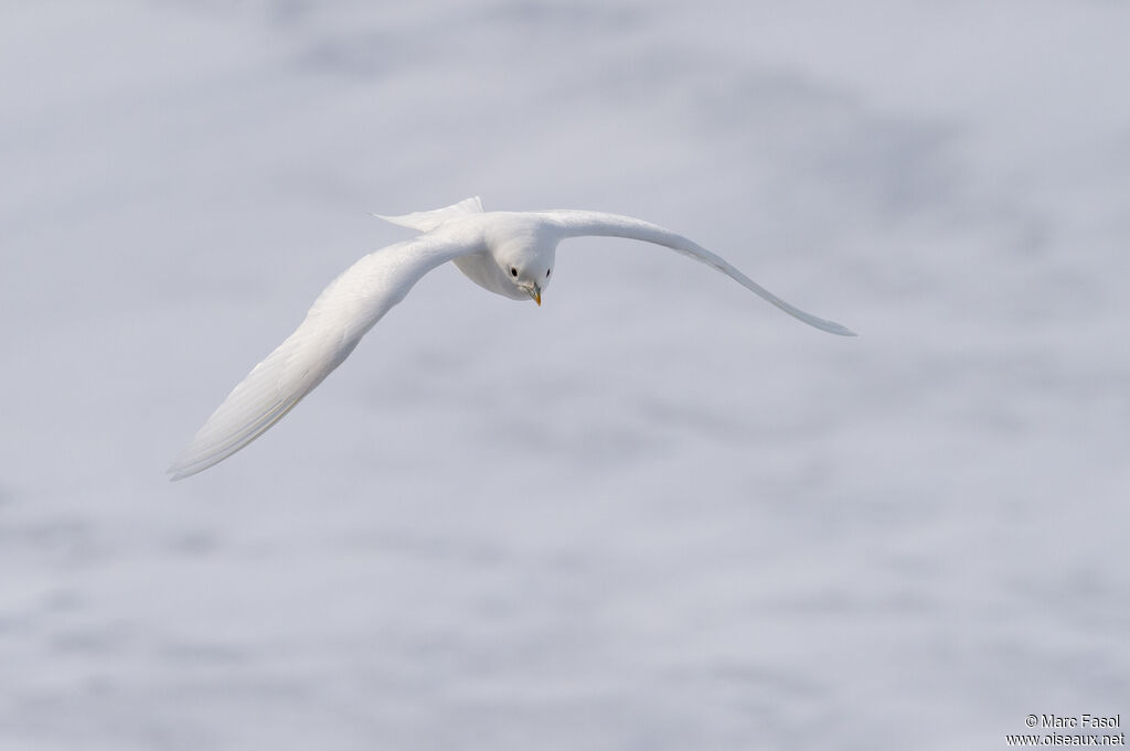 Mouette blancheadulte, Vol