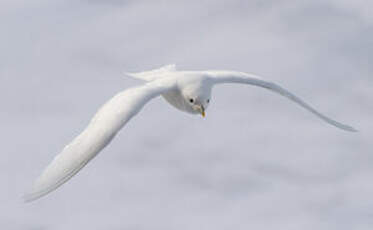 Mouette blanche