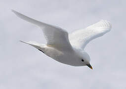 Ivory Gull