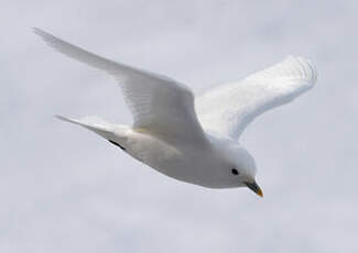 Mouette blanche