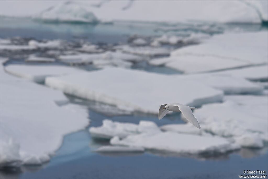 Mouette blancheadulte nuptial, Vol