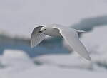 Mouette blanche