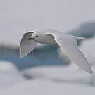Mouette blanche