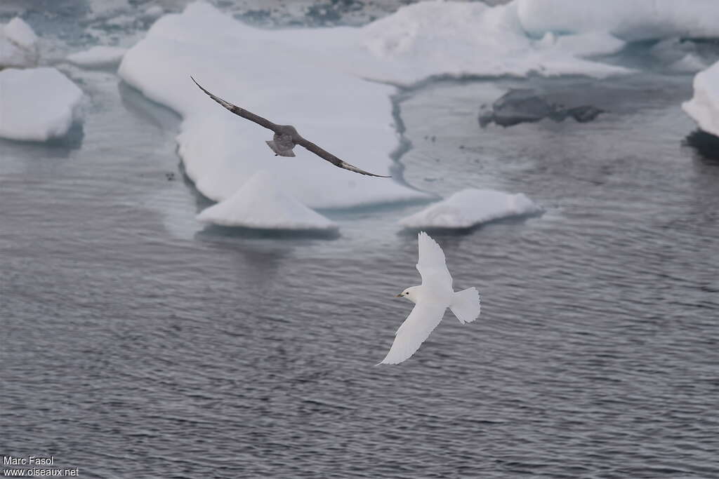 Ivory Gulladult breeding, pigmentation, Flight