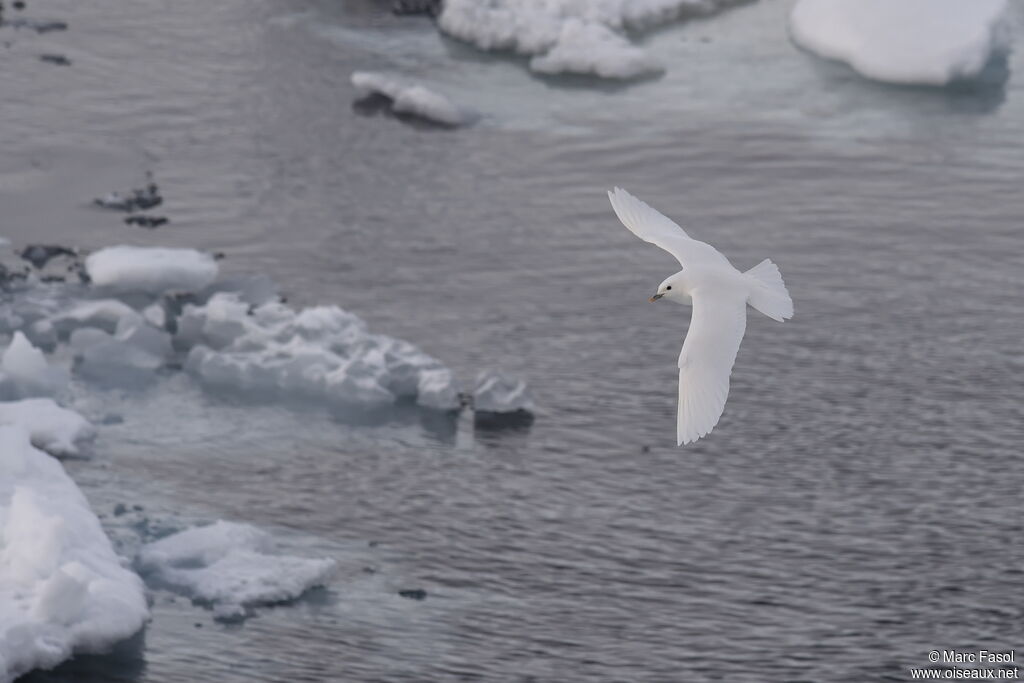 Mouette blancheadulte nuptial, Vol