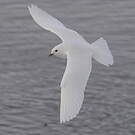 Mouette blanche