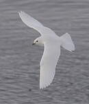 Mouette blanche