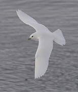 Ivory Gull