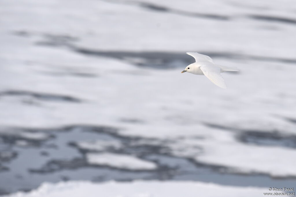 Ivory Gulladult breeding, Flight