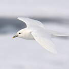 Mouette blanche