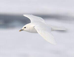 Mouette blanche