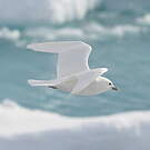 Mouette blanche