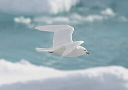 Mouette blanche