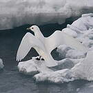 Mouette blanche