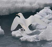 Mouette blanche