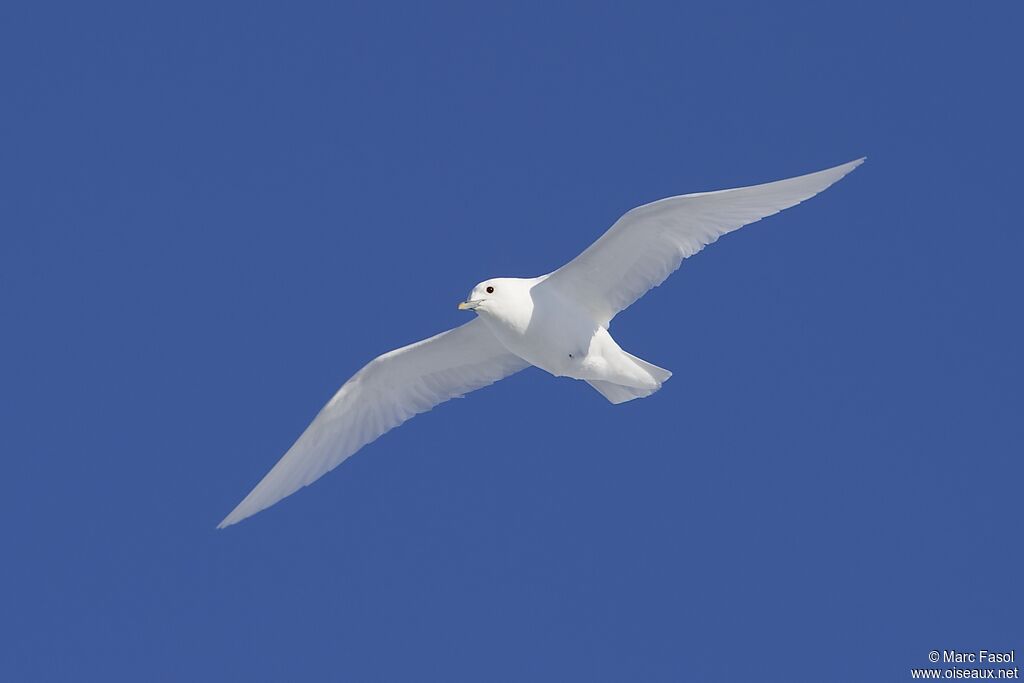 Mouette blancheadulte nuptial, Vol