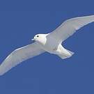 Mouette blanche