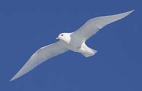 Ivory Gull