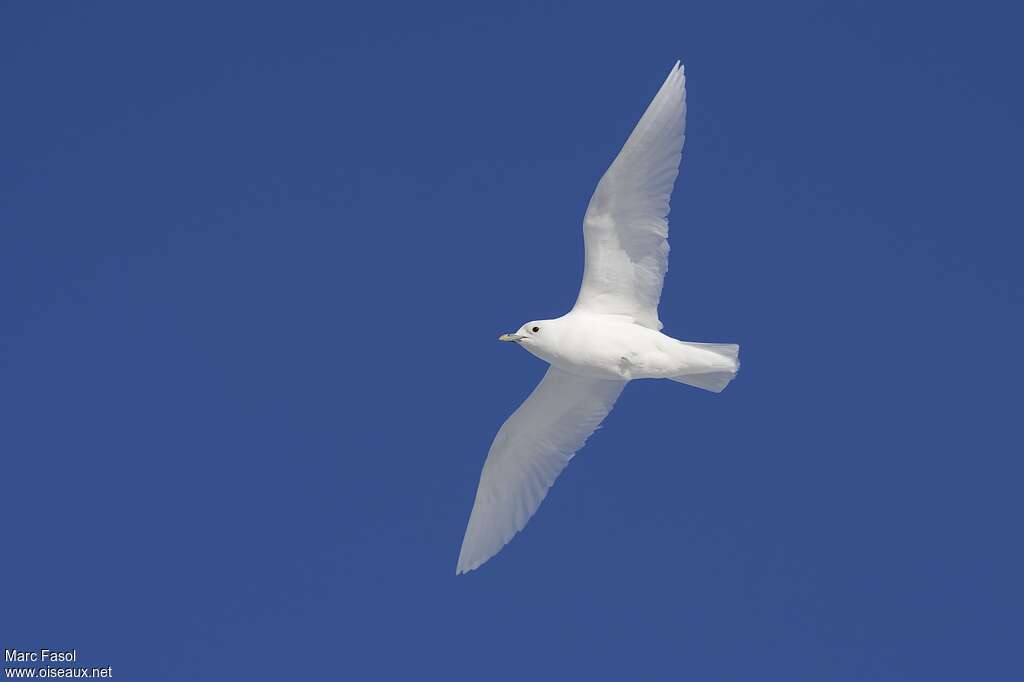 Mouette blancheadulte nuptial, Vol