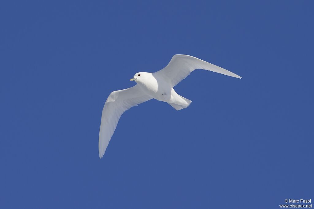 Mouette blancheadulte nuptial, Vol