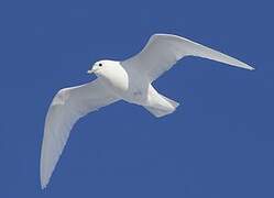 Mouette blanche