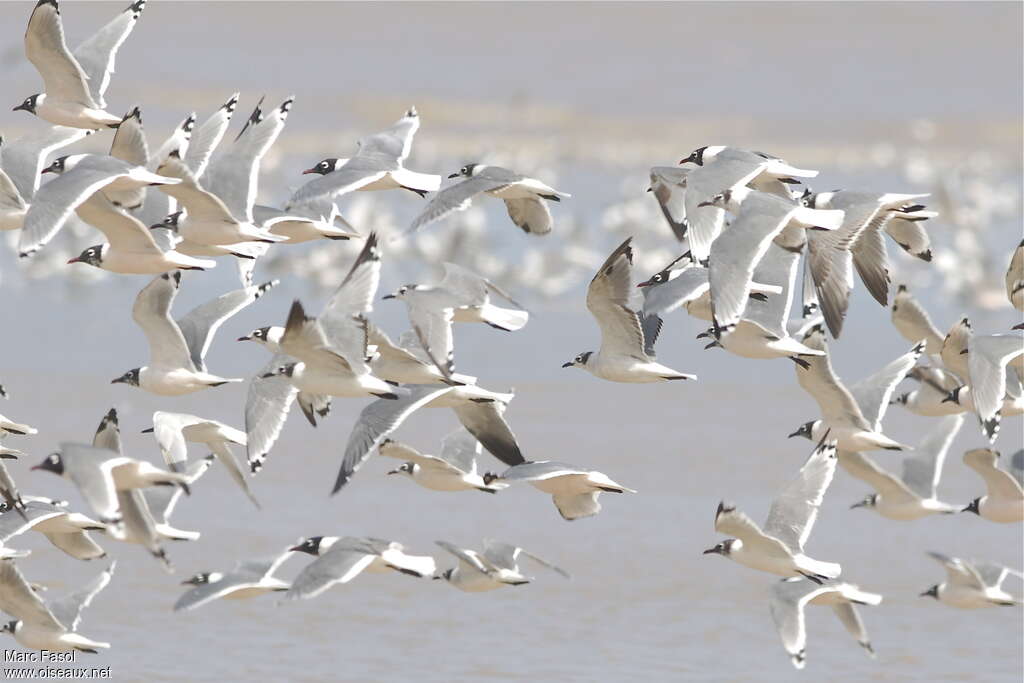 Mouette de Franklin, pigmentation, Vol