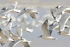 Mouette de Franklin