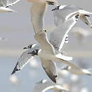 Mouette de Franklin