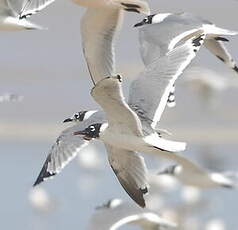 Mouette de Franklin