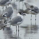 Mouette de Franklin
