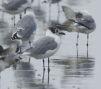 Franklin's Gull