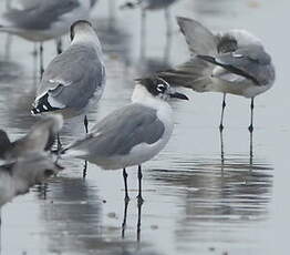 Mouette de Franklin