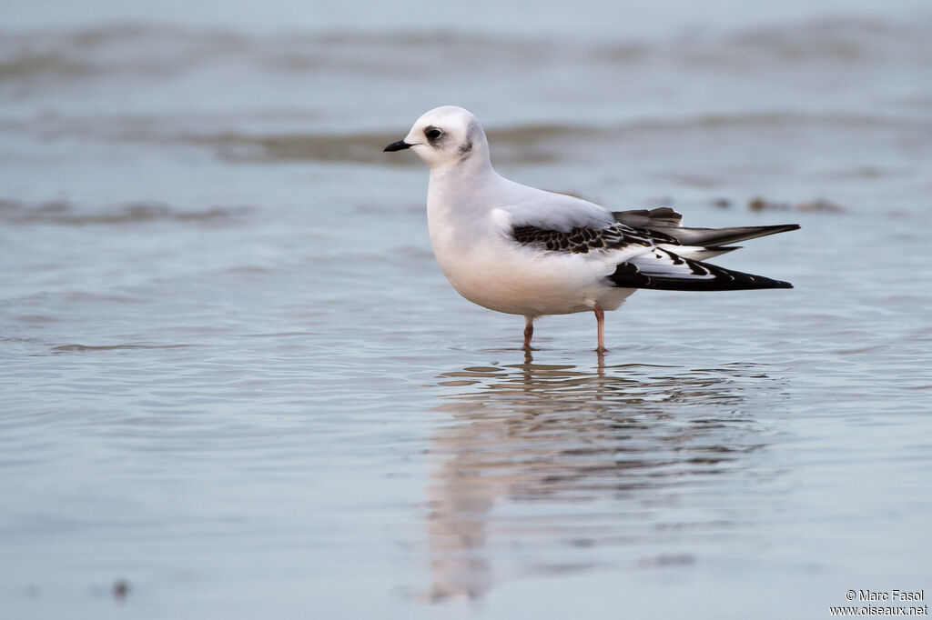 Ross's Gulljuvenile, identification