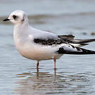 Mouette de Ross