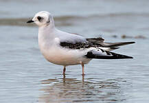 Mouette de Ross