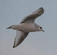 Mouette de Ross