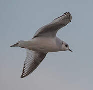 Ross's Gull