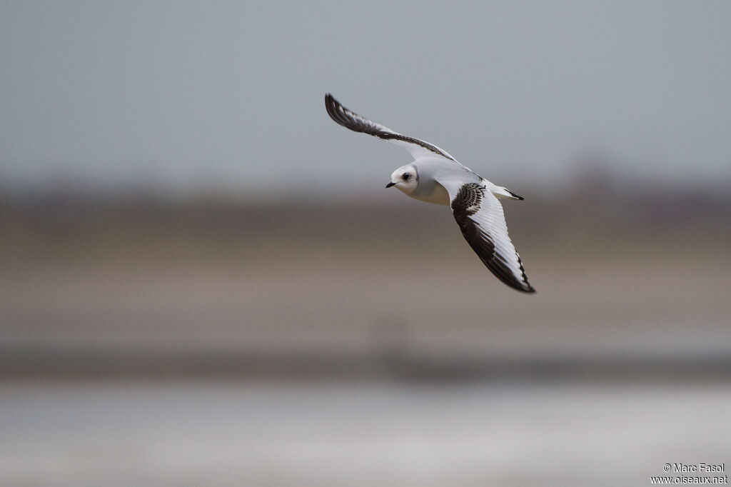 Mouette de Ross1ère année, Vol